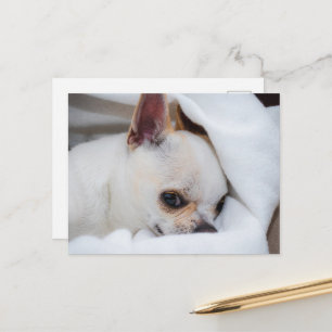 Carte Postale Votre chiot chien de compagnie photo personnalisée