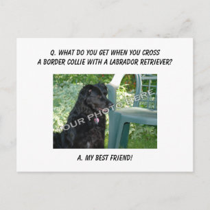 Carte Postale Votre Photo Ici ! Mon meilleur ami Bordure Collie 