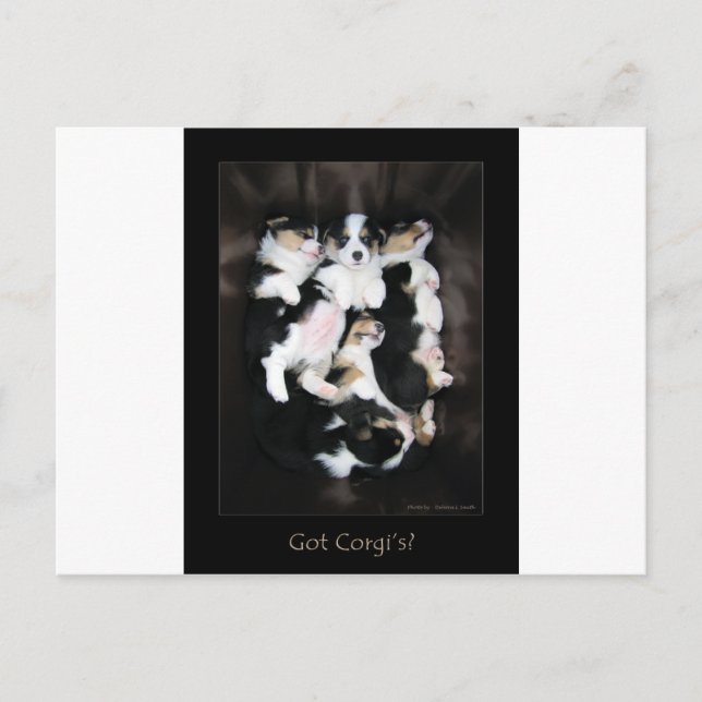Carte Postale Vous avez Corgi ? (Devant)