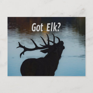 Carte Postale Vous avez Elk ? Funny Hunter Humour