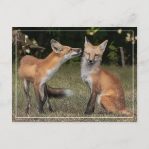 Carte Postale Vous Avez Une Menthe ?