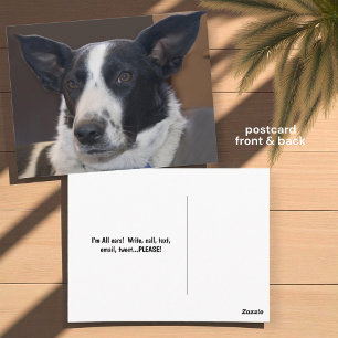 Carte Postale Vous manquez Border Collie Chien Oreilles Pimpante