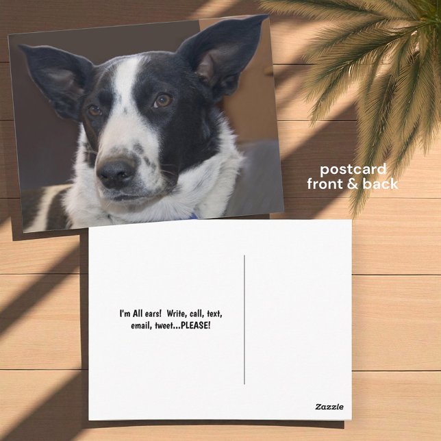 Carte Postale Vous manquez Border Collie Chien Oreilles Pimpante (front and back postcard insitu)