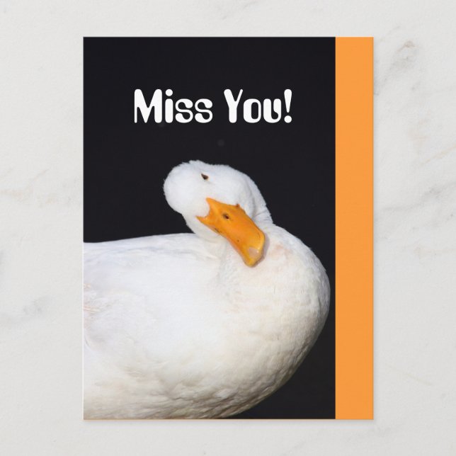 Carte Postale Vous Manquez ! Canard blanc mou (Devant)