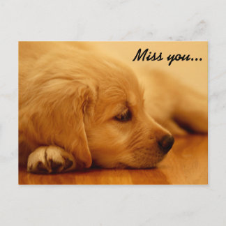 Carte Postale Vous manquez ! Chiot Golden Retriever