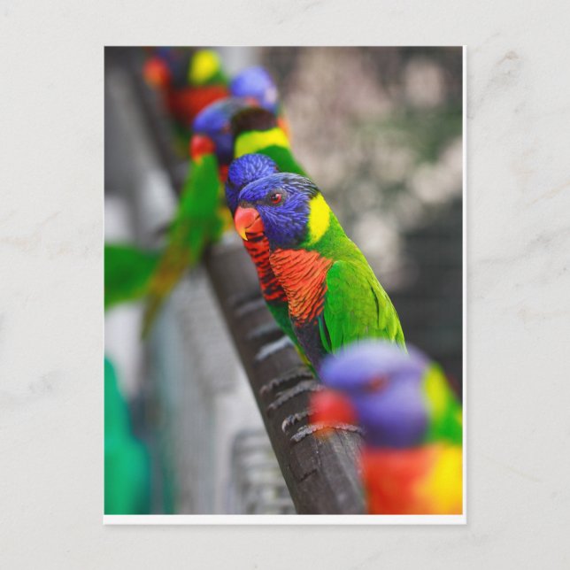 Carte Postale Vous me cherchez ? (Devant)