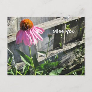 Carte Postale Vous me manque rose Daisy