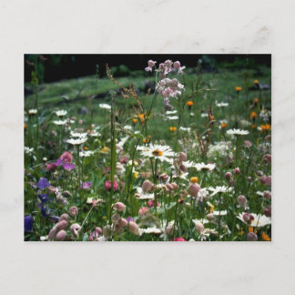 CARTE POSTALE VOUS N'AVEZ PAS À COMPRENDRE LA NATURE DE LA VIE