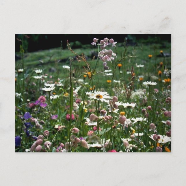 CARTE POSTALE VOUS N'AVEZ PAS À COMPRENDRE LA NATURE DE LA VIE (Devant)