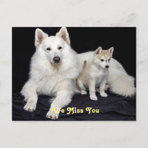 Carte Postale Vous nous manquez mignon chien mamma et chiot