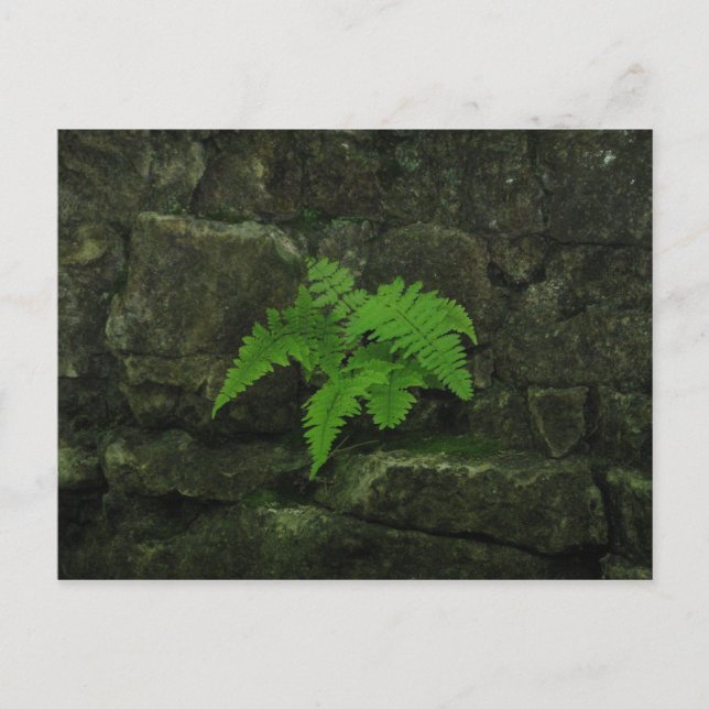 Carte Postale Vous pouvez survivre... (Devant)