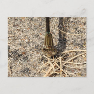 Carte Postale Vous regarder