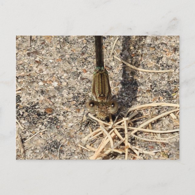 Carte Postale Vous regarder (Devant)