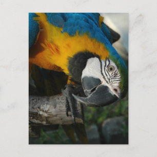 Carte Postale Vous Regarder Ici