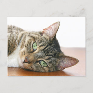 Carte Postale Vous regardez le chat