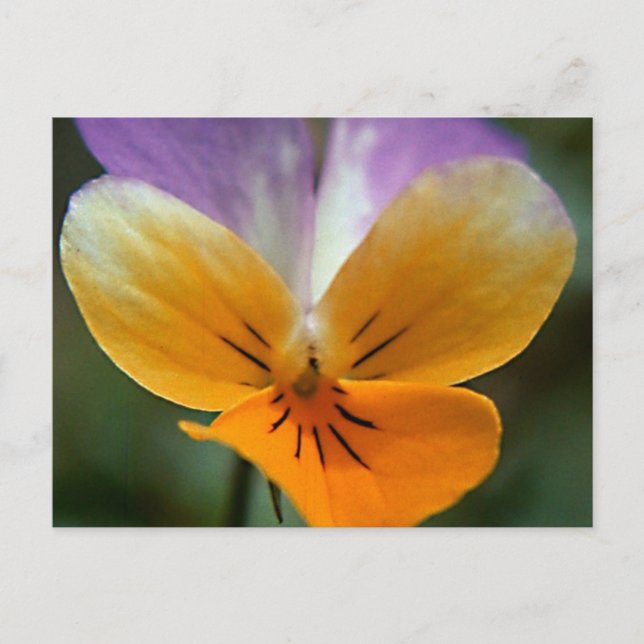 CARTE POSTALE VOYAGE DE VIE IMAGINAIRE (Devant)