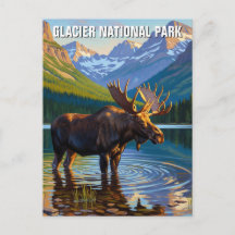 Voyage d'orignal dans le parc national de Glacier