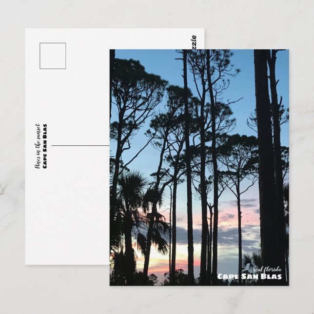 Carte Postale Voyage | Floride - Cape San Blas Pins Coucher de s (Devant / Derrière)