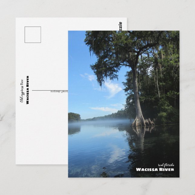 Carte Postale Voyage | Floride - Vieux cyprès, rivière Wacissa (Devant / Derrière)