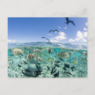 Carte Postale voyage safari dans la lagune avec des raies