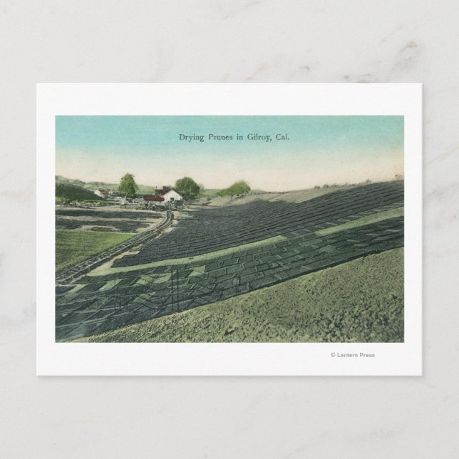 Carte Postale Vue aérienne du séchage des prunes au soleil (Devant)