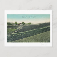 Vue aérienne du séchage des prunes au soleil