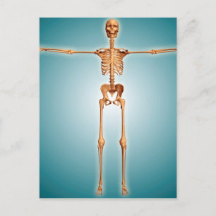 Carte Postale Vue Avant Du Système Skeletal Humain