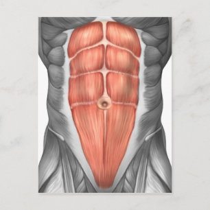 Carte Postale Vue Complète Des Muscles Abdominaux Hommes