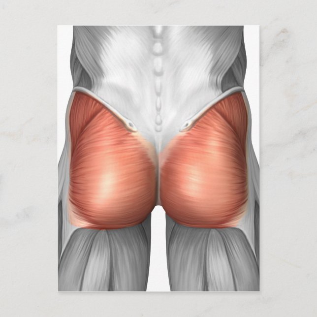 Carte Postale Vue Complète Des Muscles Gluteaux Humains (Devant)