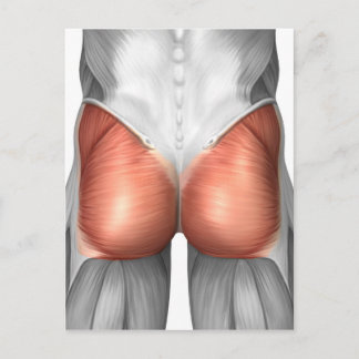 Carte Postale Vue Complète Des Muscles Gluteaux Humains