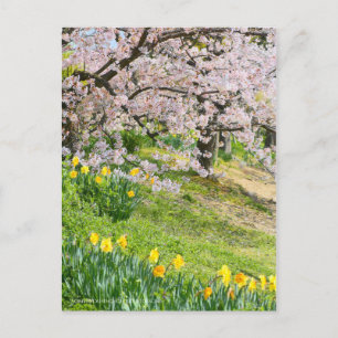 Carte Postale Vue des fleurs de cerisiers (& Daffodil sauvage)