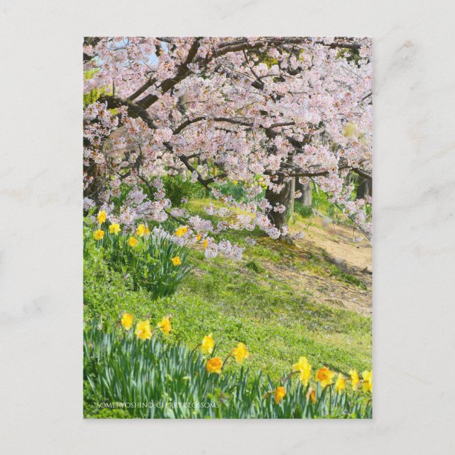 Carte Postale Vue des fleurs de cerisiers (& Daffodil sauvage) (Devant)