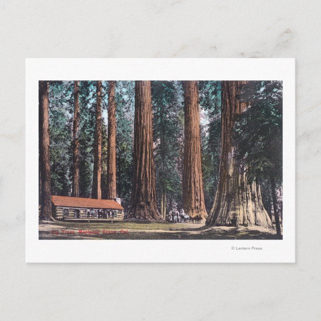 Carte Postale Vue des grands arbres de Mariposa Grove (Devant)