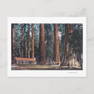 Carte Postale Vue des grands arbres de Mariposa Grove