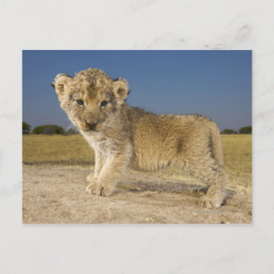 Carte Postale Vue du jeune lionceau (Panthera leo), en regard