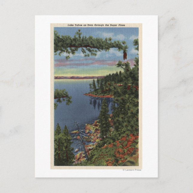 Carte Postale Vue du lac à travers les pins à sucre (Devant)