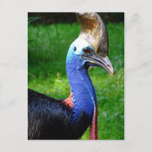 Carte Postale Vue Du Profil De La Tête Et Du Cou De La Cassowary