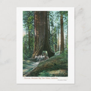 Carte Postale Vue du transport de chevaux sous l'arbre Wawona