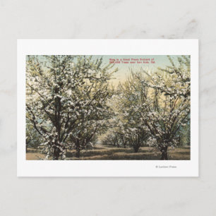 Carte Postale Vue d'un verger de prune de 300 000 arbres