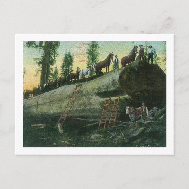 Carte Postale Vue d'une équipe de journalisation sur un séquoia  (Devant)