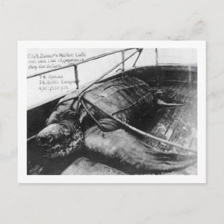 Carte Postale Vue d'une tortue géante en captivité