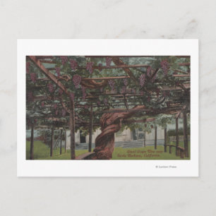 Carte Postale Vue d'une vigne géante