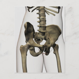 Carte Postale Vue En Trois Dimensions Des Os Pelviques Humains