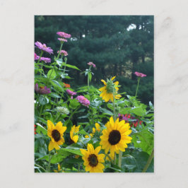 Carte Postale Vue jardin, marguerites, cosmos, tournesols