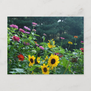 Carte Postale Vue jardin- tournesol, marguerites, cosmos