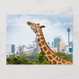 Carte Postale Vue latérale de la girafe avec Sydney Skyline
