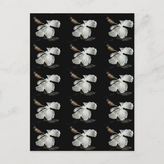 Carte Postale Vue latérale de l'Hibiscus blanc (Devant)