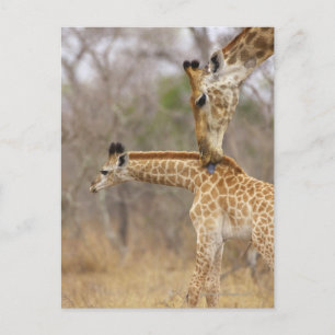 Carte Postale Vue latérale d'une girafe léchant sa petite,