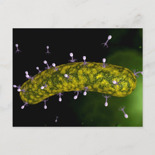 Carte Postale Vue Microscopique De L'Attaque Aux Bactériophages (Devant)