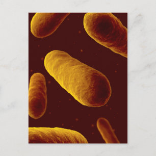 Carte Postale Vue Microscopique Des Bactéries 3